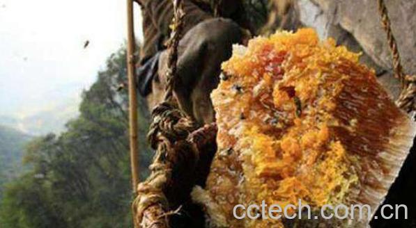 岩蜂蜜的功效与作用 岩蜂蜜的真假辨别-1