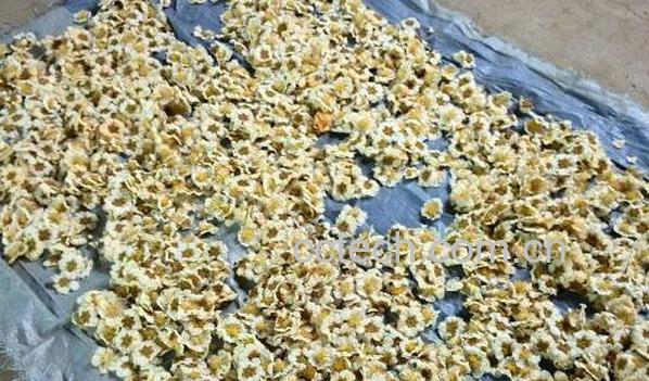 猕猴桃花粉怎么采取 猕猴桃花粉如何使用-0