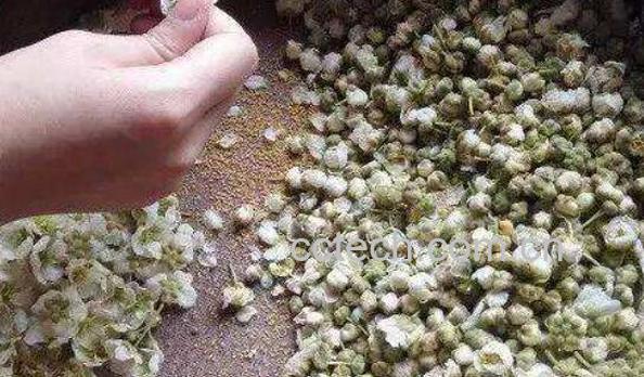 猕猴桃花粉怎么采取 猕猴桃花粉如何使用-1