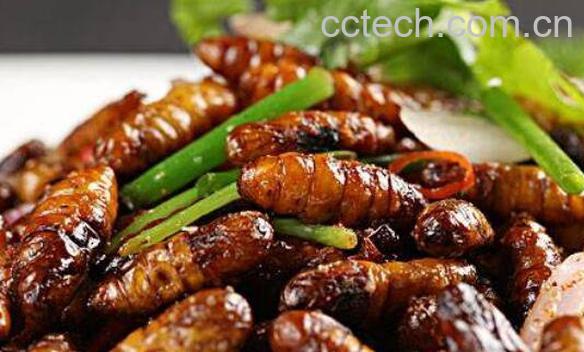 蚕蛹的功效与作用有哪些-0