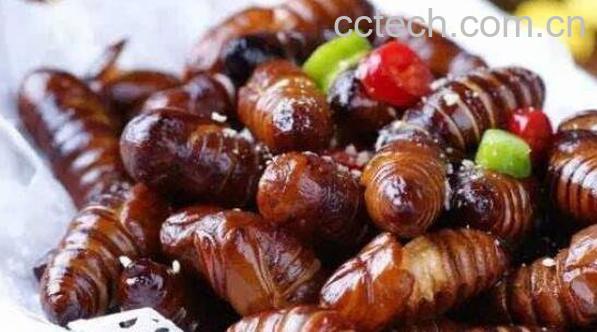 蚕蛹的功效与作用有哪些-1