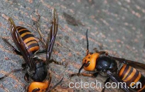虎头蜂-0