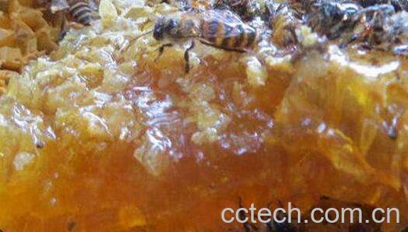 如何辨别岩石蜂蜜真假 岩蜂蜜的真假辨别方法-0