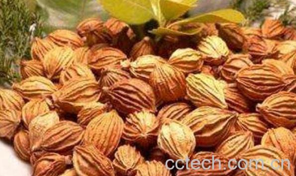 砂仁泡蜂蜜的作用与功效-1