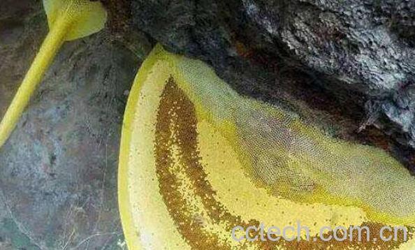 岩蜜怎么吃 岩蜜的食用方法-0