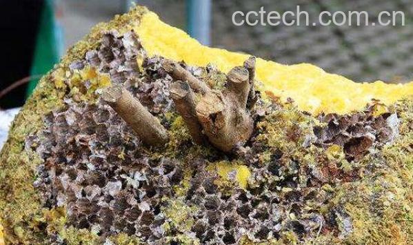 岩蜜怎么吃 岩蜜的食用方法-1