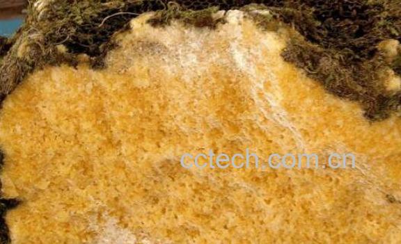 岩蜜是什么颜色 岩蜂蜜的真假辨别-1