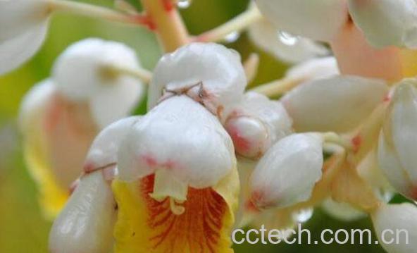 良姜蜜的功效与作用-0