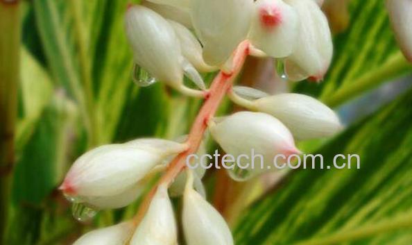 良姜蜜的功效与作用-1