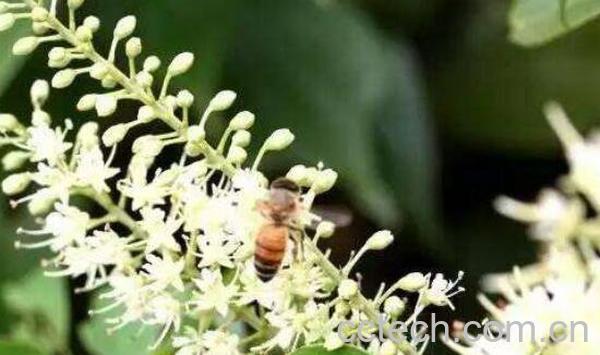 九龙藤蜜的功效与作用 九龙藤蜜哪些人不能吃-1