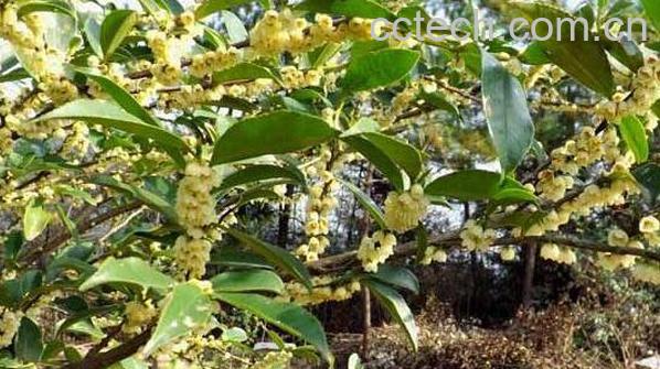 野桂花蜜的作用与功效 喝野桂花蜂蜜的好处-0