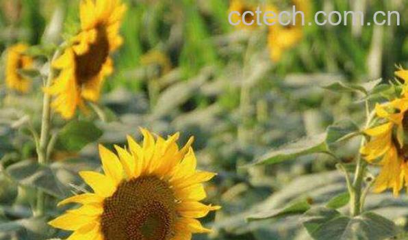 葵花蜂蜜的功效与作用-1