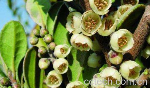 柃木花蜂蜜的功效与作用-0