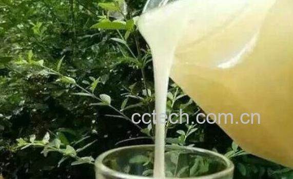 野桂花蜜的功效与作用 野桂花蜜的食用方法-1