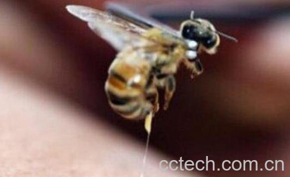 蜜蜂蛰了怎么办 被蜜蜂蛰了的简单处理方法-0