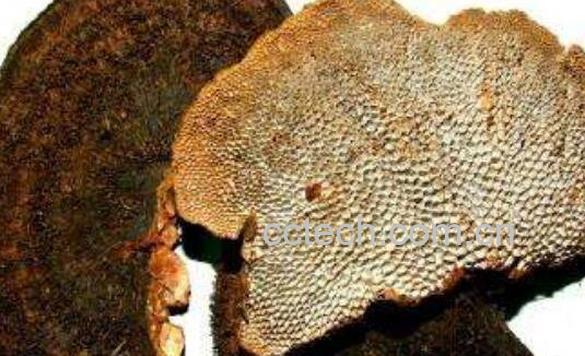 干马蜂窝的作用与功效-0