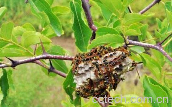  野生蜂窝的功效与作用-1