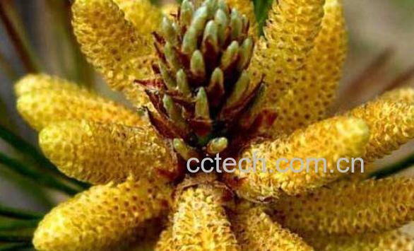 松花粉的功效与作用 松花粉怎么吃好-1