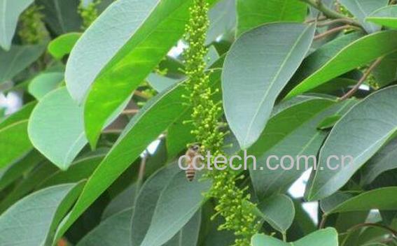 乌桕蜜的功效与作用-0