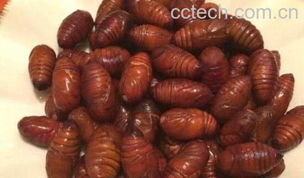 女性吃蚕蛹好处与坏处-1