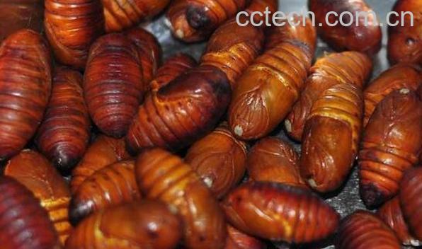 蚕蛹不能和什么一起吃 蚕蛹的吃法技巧-1