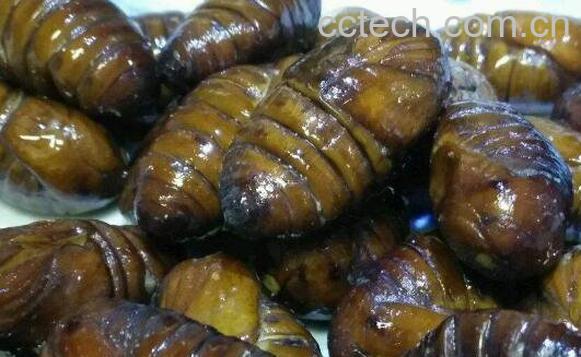 蚕蛹不能和什么一起吃 蚕蛹的吃法技巧-0