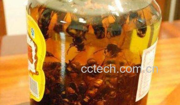 虎头蜂酒的功效与作用 虎头蜂酒有什么危害-1