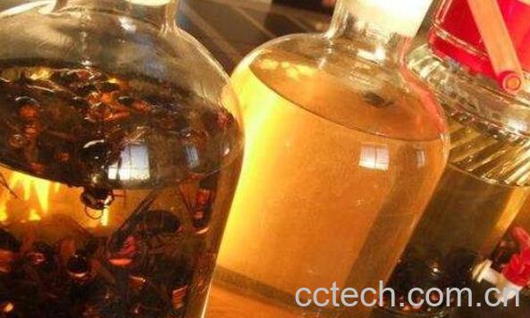 虎头蜂酒的功效与作用 虎头蜂酒有什么危害-0