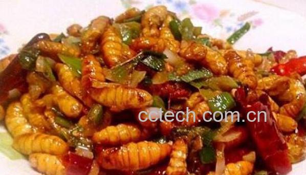 蚕蛹的营养价值 蚕蛹的功效与作用-0