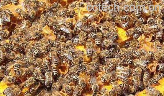 蜜蜂夏季养殖注意有哪些事项-0