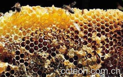 蜜蜂夏季养殖注意有哪些事项-1