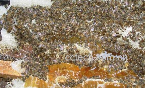  蜜蜂糖的功效与作用 蜜蜂糖什么时候吃最好-0