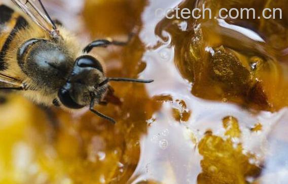  蜜蜂糖的功效与作用 蜜蜂糖什么时候吃最好-1