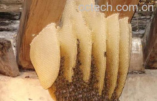 蜜蜂窝的功效与作用-0