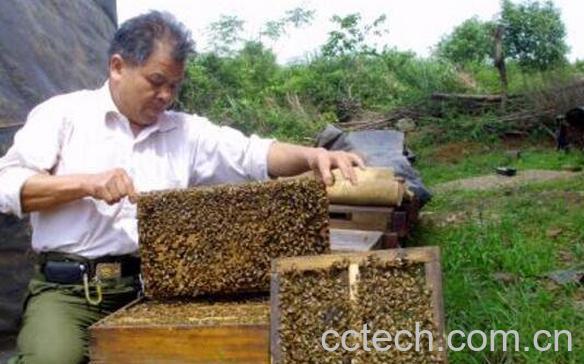 诱野生蜜蜂的最好绝招-0