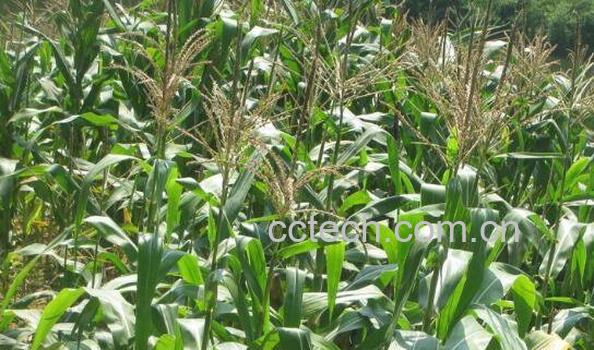 玉米有蜜吗 玉米蜜的功效与作用-1