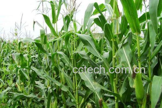 玉米有蜜吗 玉米蜜的功效与作用-0