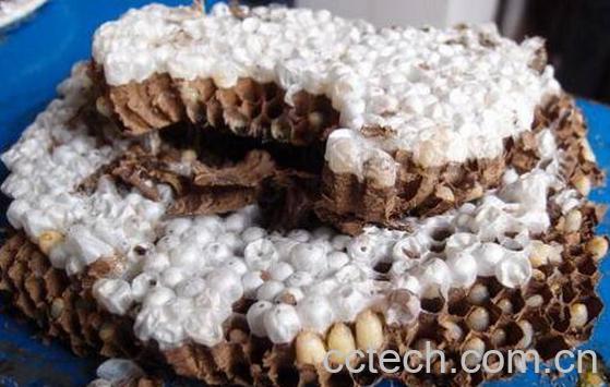 蜜蜂窝熬水能治什么病 蜜蜂窝煮水的作用-0