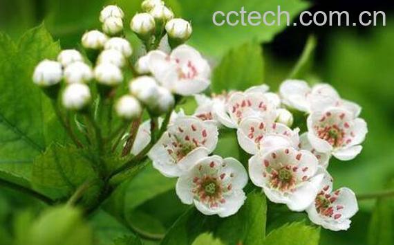 山楂花蜜的作用与功效-0