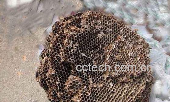 野生蜜蜂窝可以吃吗 蜜蜂窝怎么吃最好-1