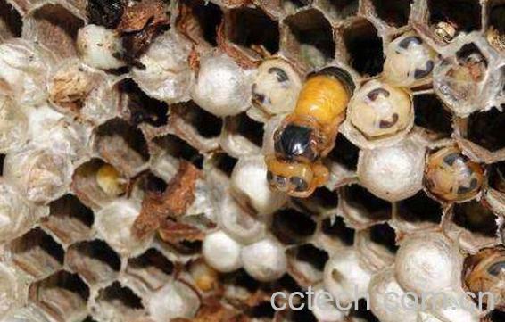 野生蜜蜂窝可以吃吗 蜜蜂窝怎么吃最好-0