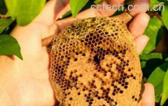 蜜蜂窝泡酒有什么功效 蜂窝泡酒的作用与功效-0