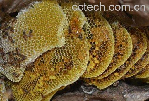 岩蜜的功效与作用-1