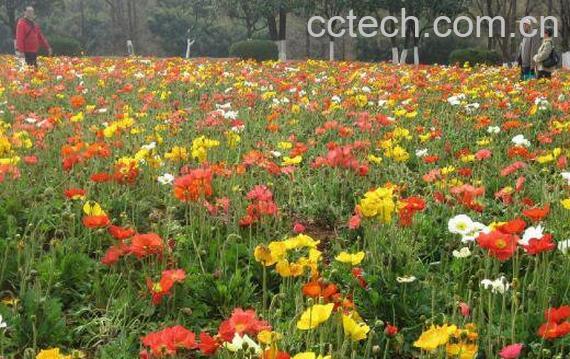 花蜜的功效与作用-0