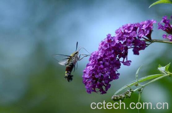 花蜜的功效与作用-1