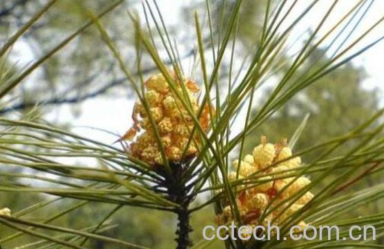 自采松花粉怎么吃 自采松花粉的吃法技巧-0