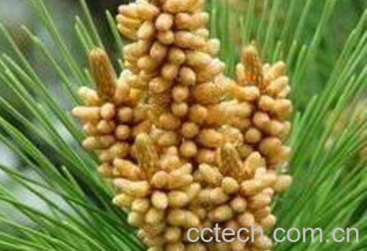 自采松花粉怎么吃 自采松花粉的吃法技巧-1