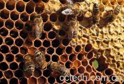 老蜂巢怎么吃 老蜂巢治疗鼻炎怎么吃-0