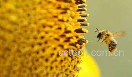儿童花粉过敏症状图片 儿童花粉过敏怎么办-1