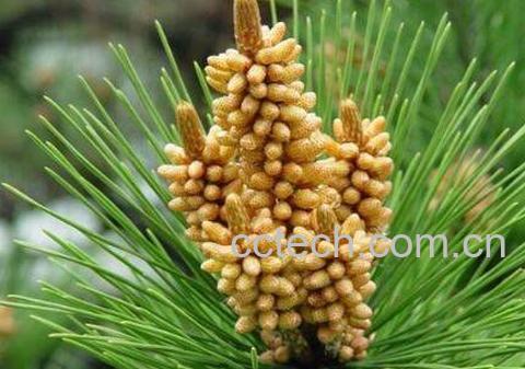 野生松花粉怎么吃 野生松花粉的功效-0